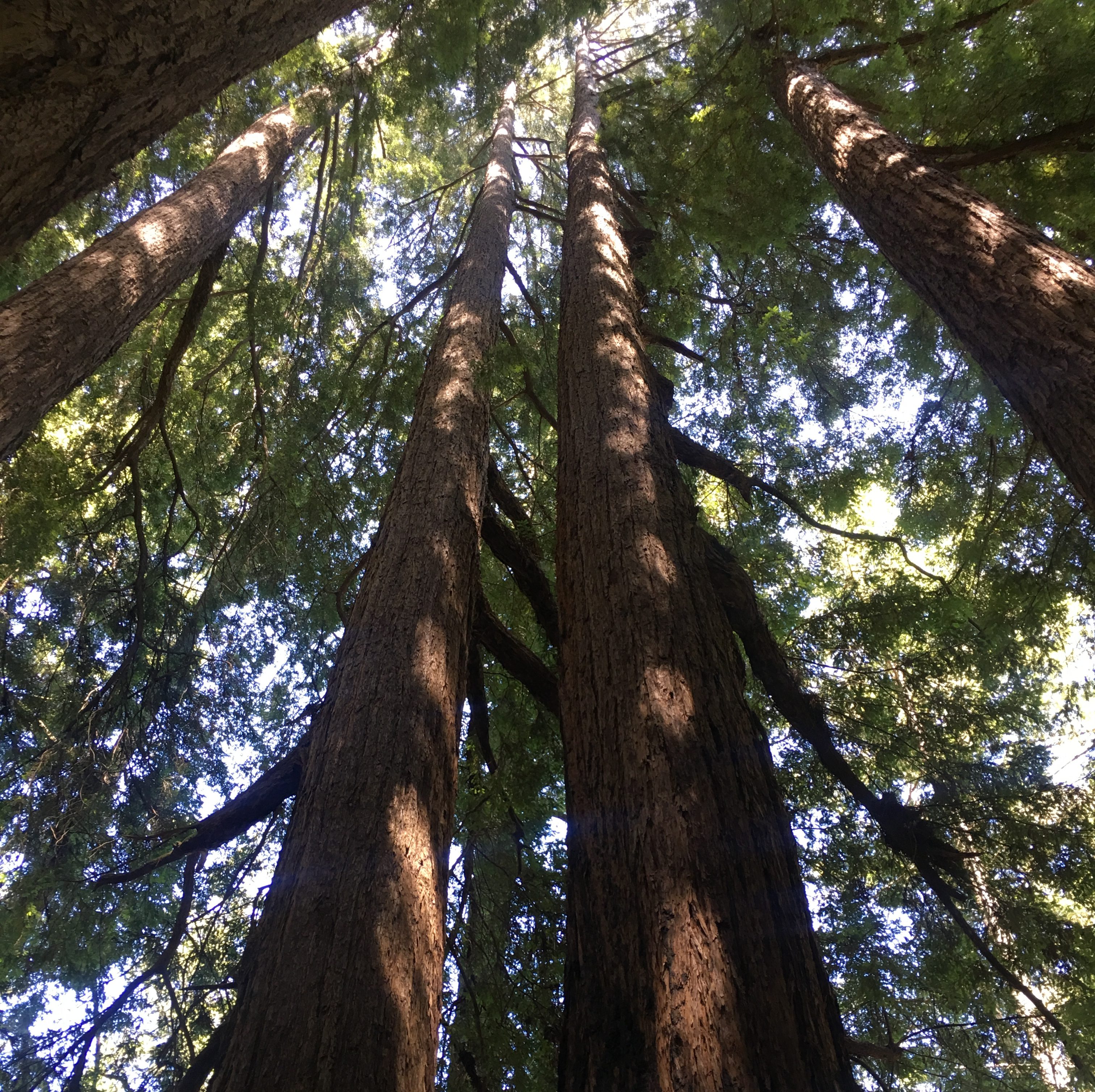 Healing Forest Jewelry